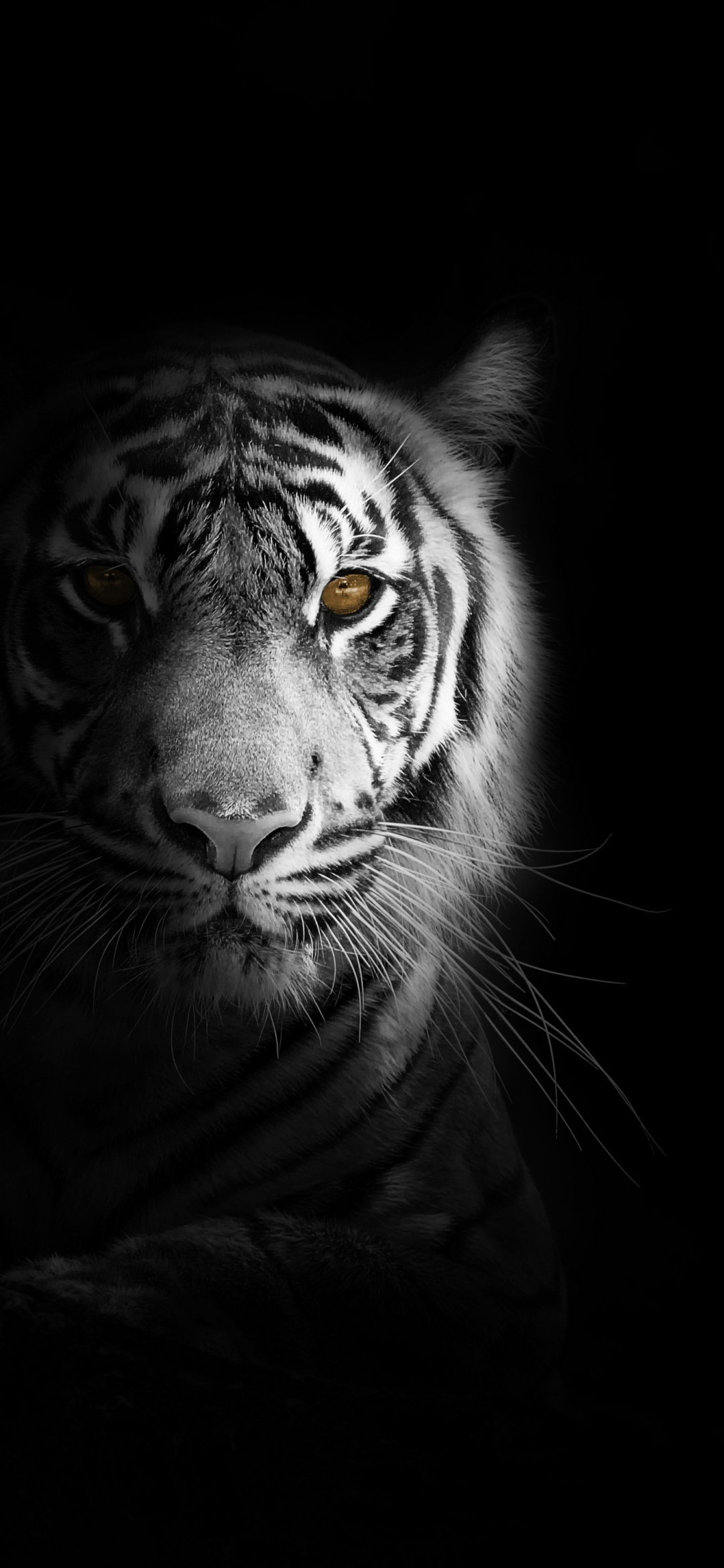 A black and white photo of an animal - Tiger