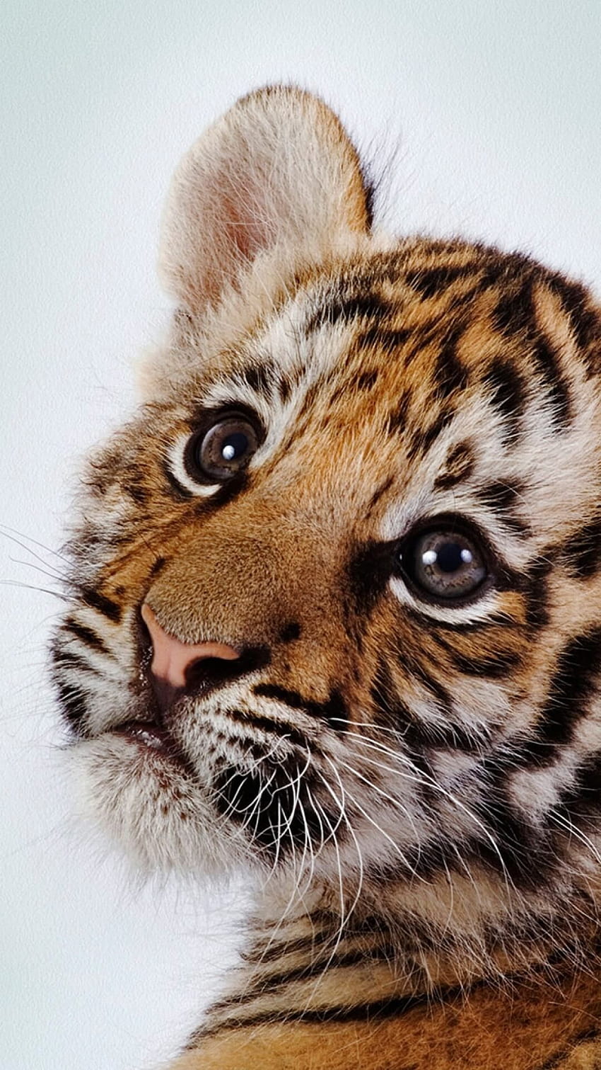 A baby tiger looking up at the camera. - Tiger