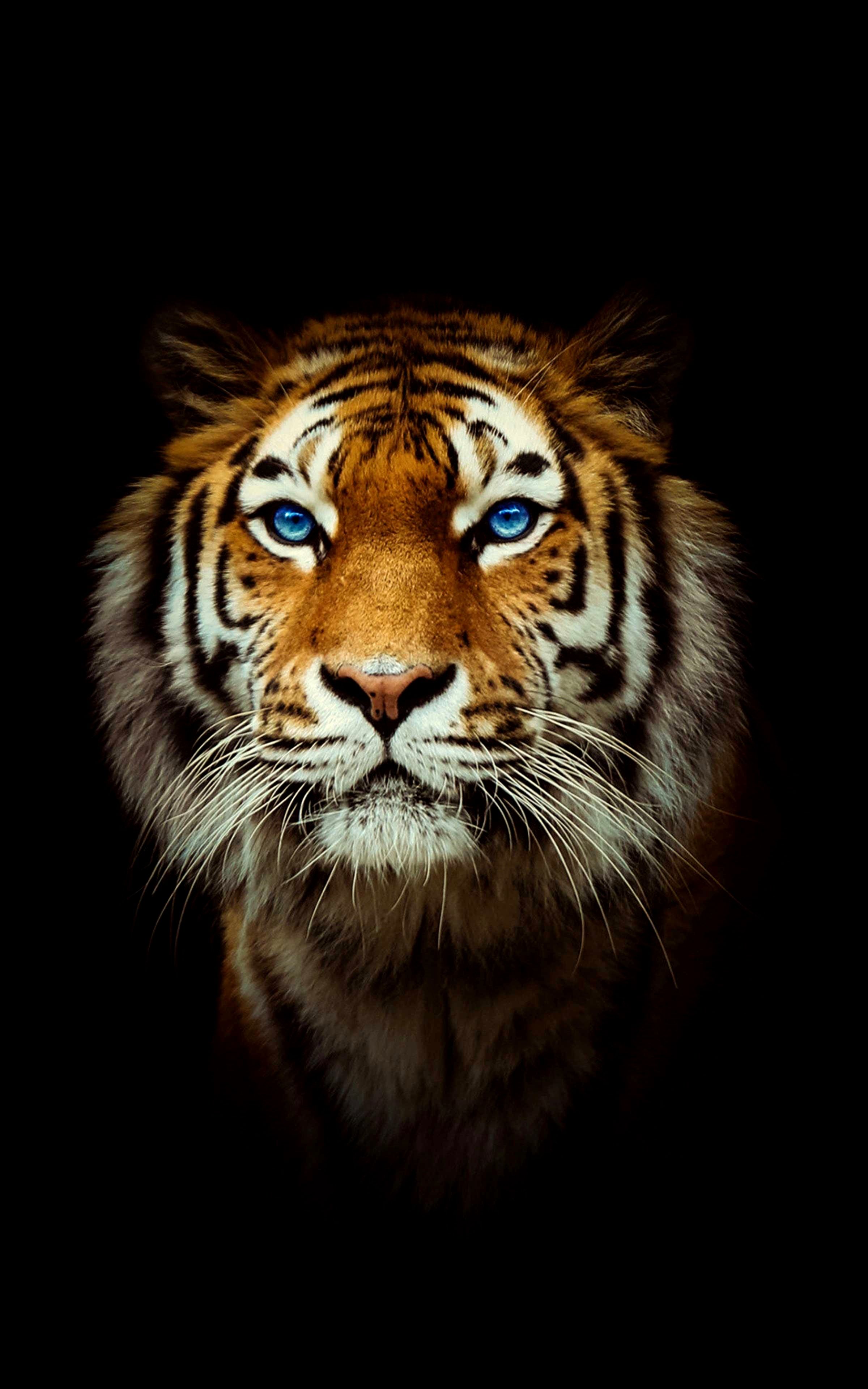 A tiger with blue eyes staring at the camera - Tiger