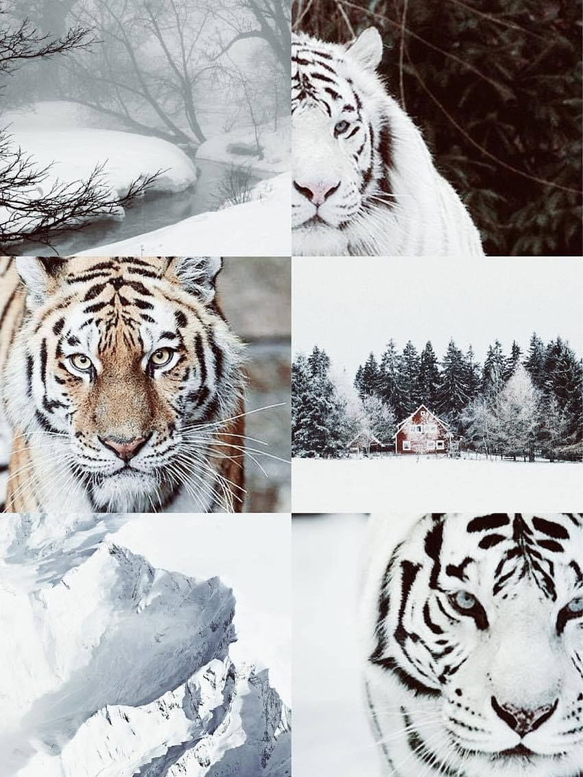 Aesthetic collage of white tigers and snowy landscapes - Tiger