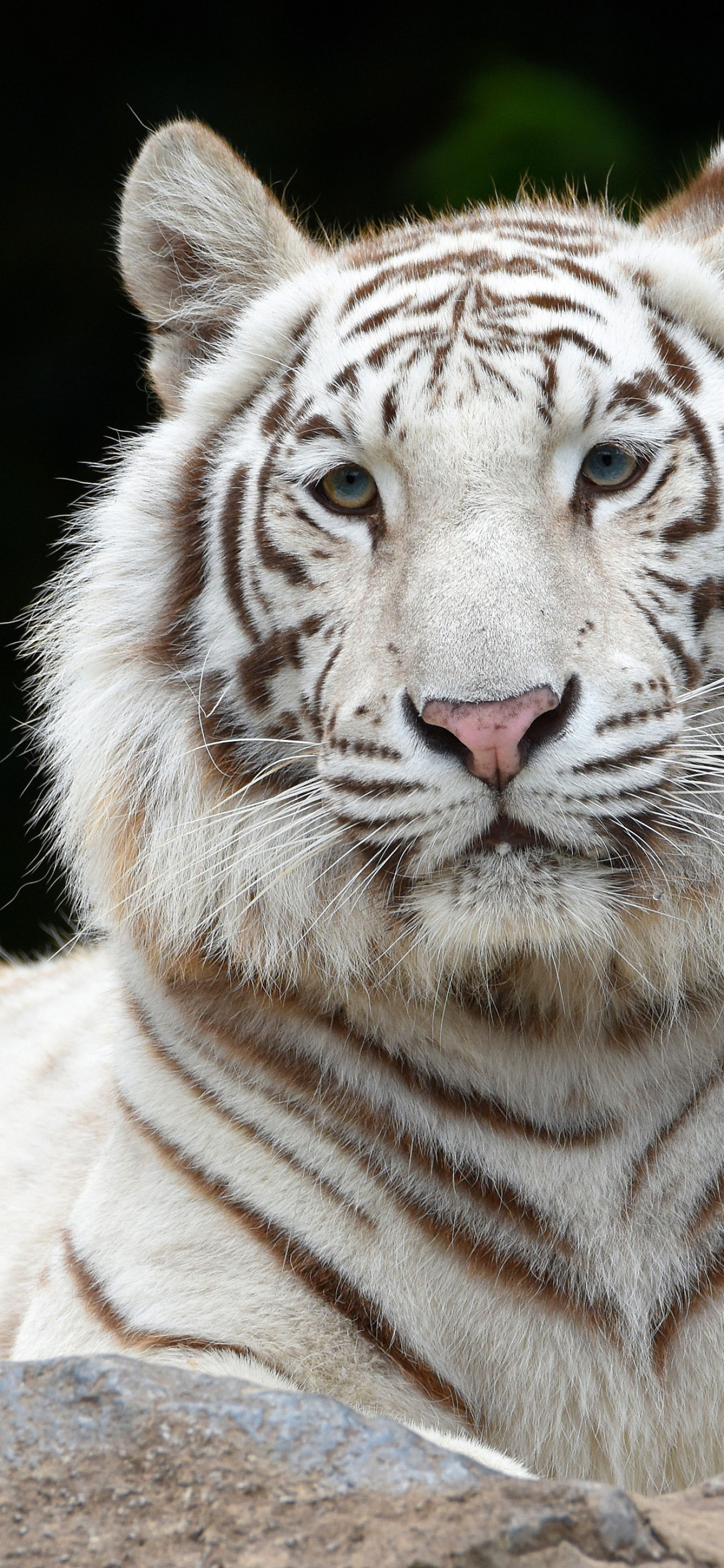 A white tiger with a brown splotch on its nose. - Tiger