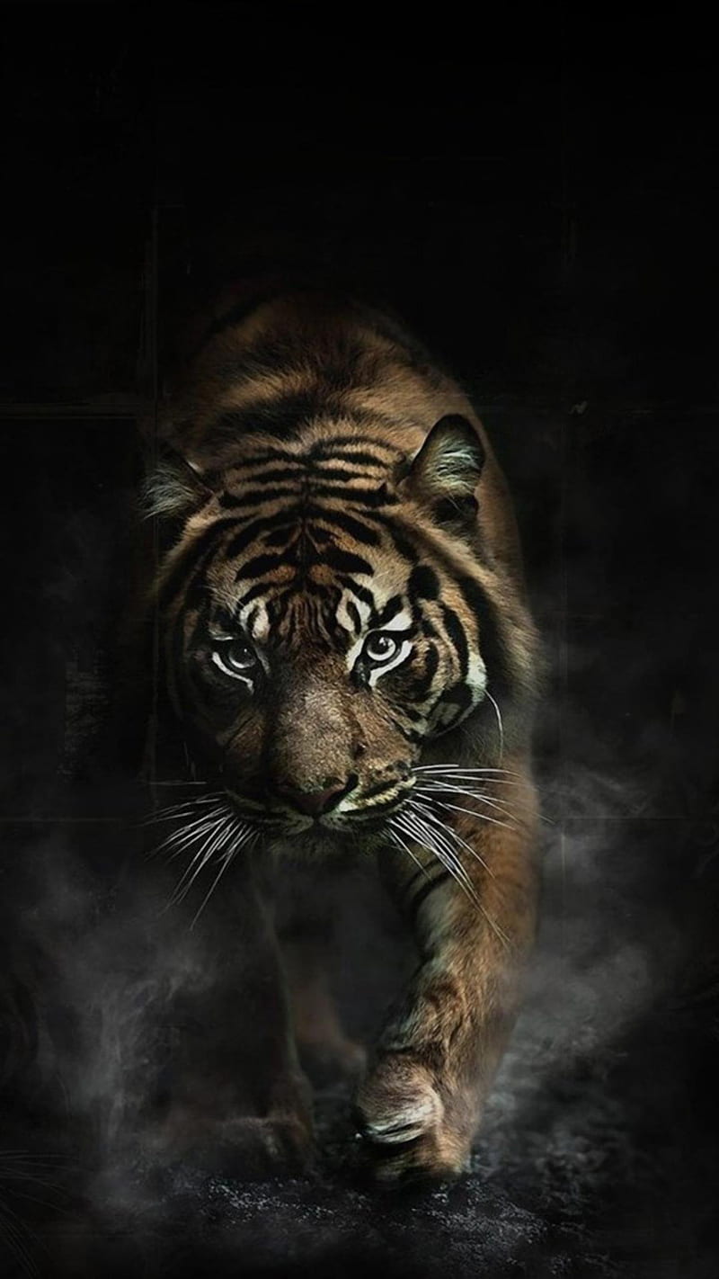 A tiger walking in the dark with smoke - Tiger