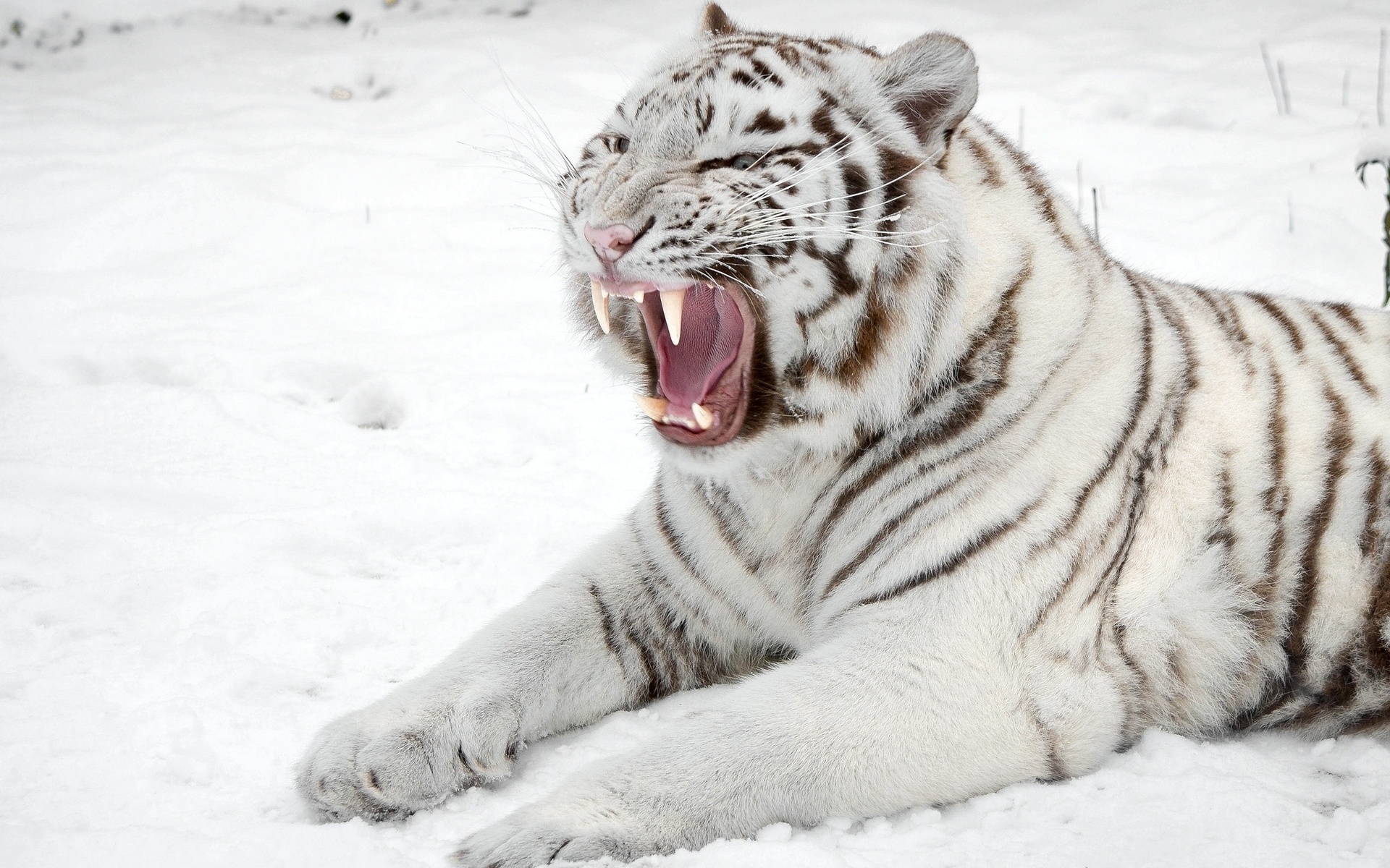 Free download White tiger roaring FREE 4U WALLPAPERS [1920x1200] for your Desktop, Mobile & Tablet. Explore White Tiger Background. White Tiger Wallpaper Hd, Wallpaper White Tiger, White Tiger Background