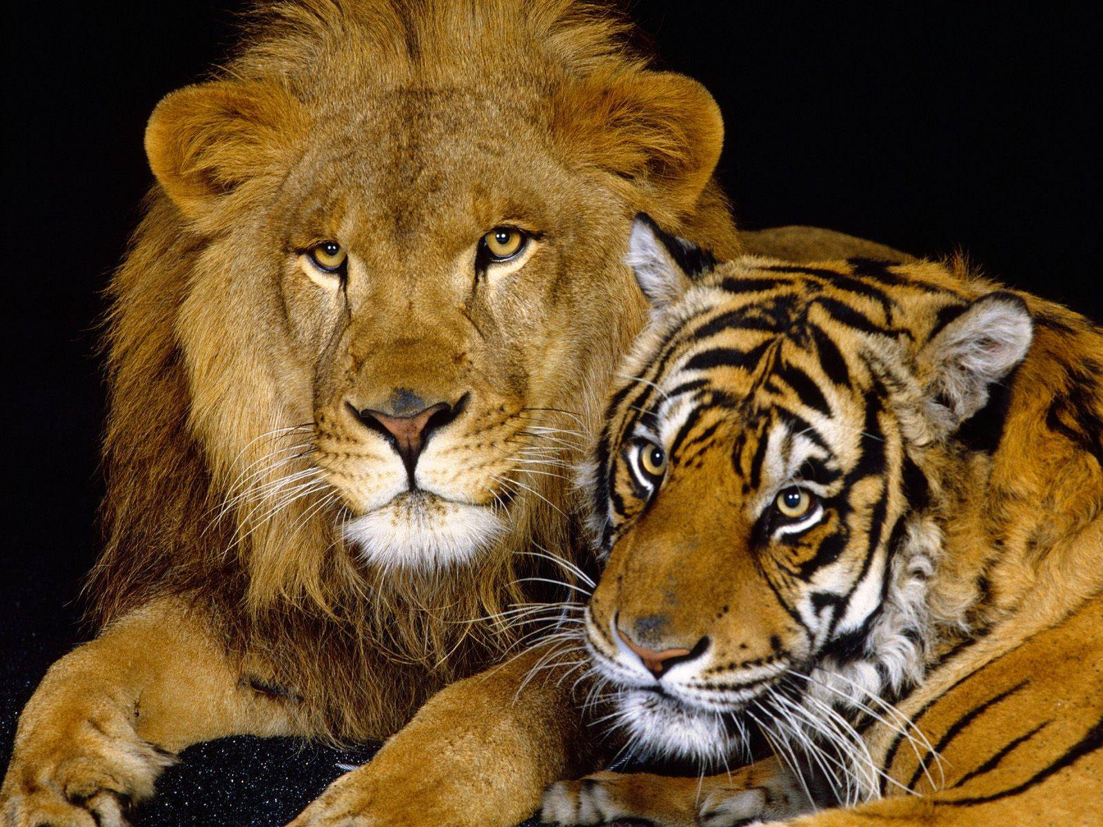Free Lion And Tiger Wallpaper Downloads, Lion And Tiger Wallpaper for FREE