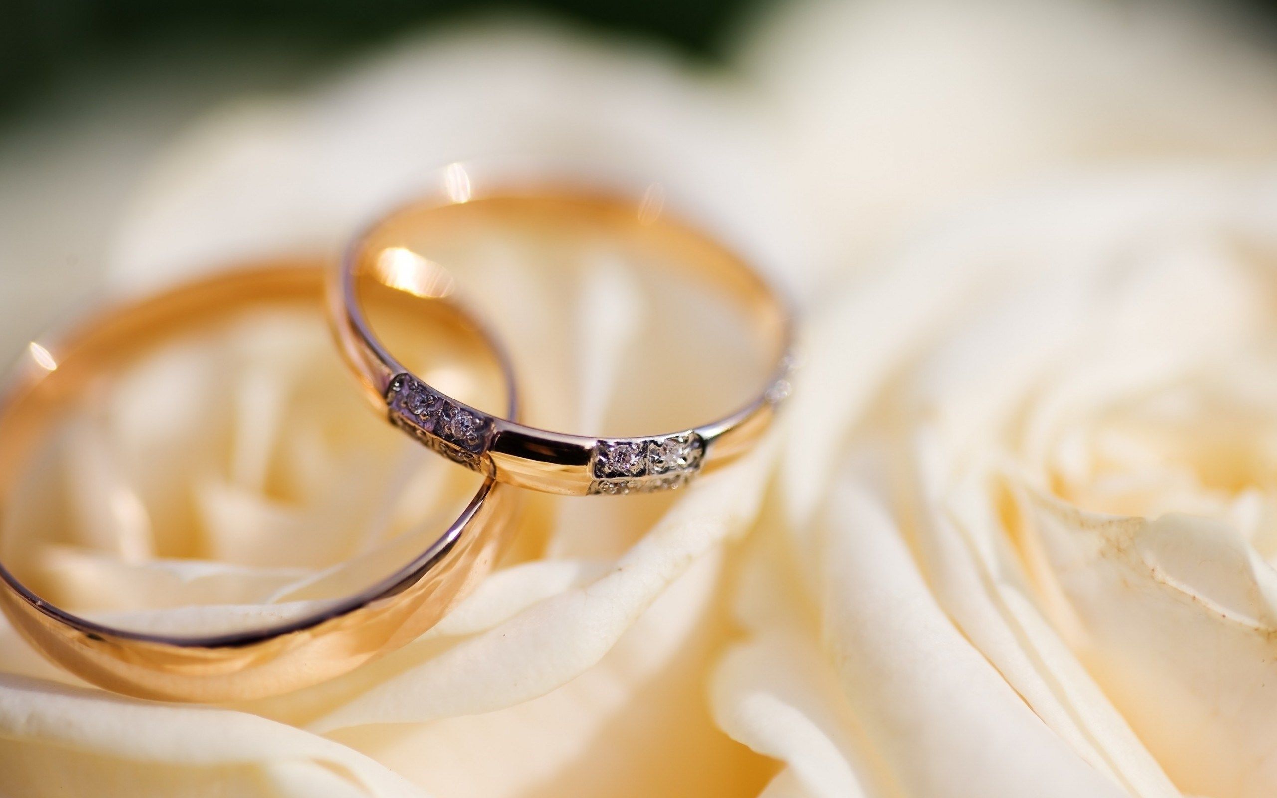 Two gold wedding rings with diamonds on top of a white rose - Wedding