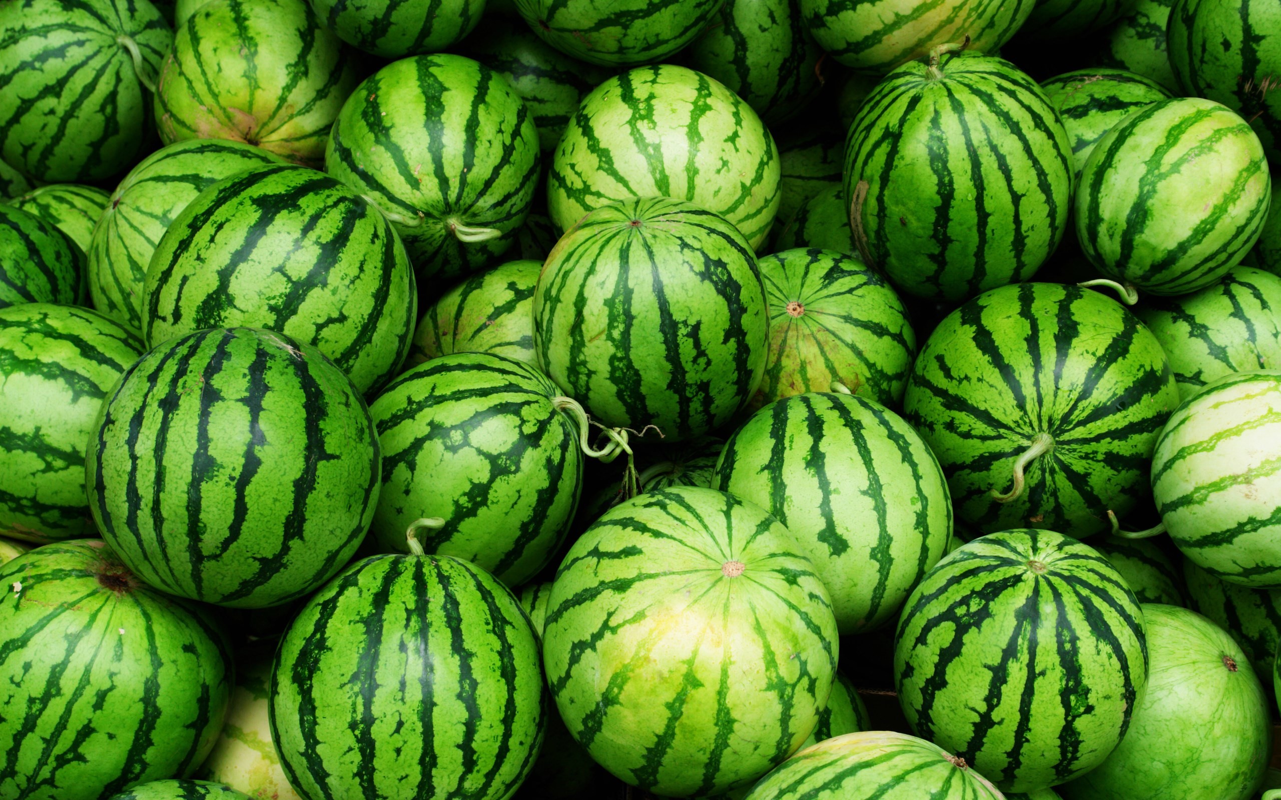 A pile of green striped watermelons. - Watermelon