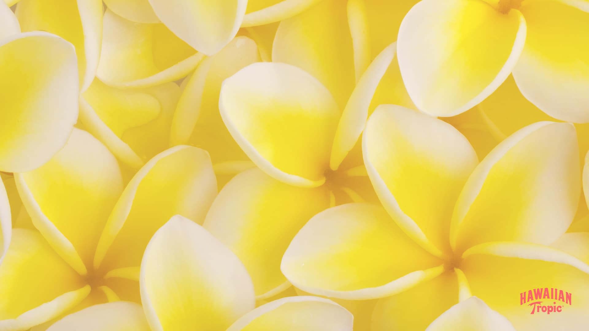 A close up of some yellow flowers - Light yellow, Hawaii