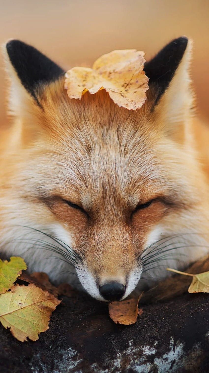 fox beauty HD wallpaper