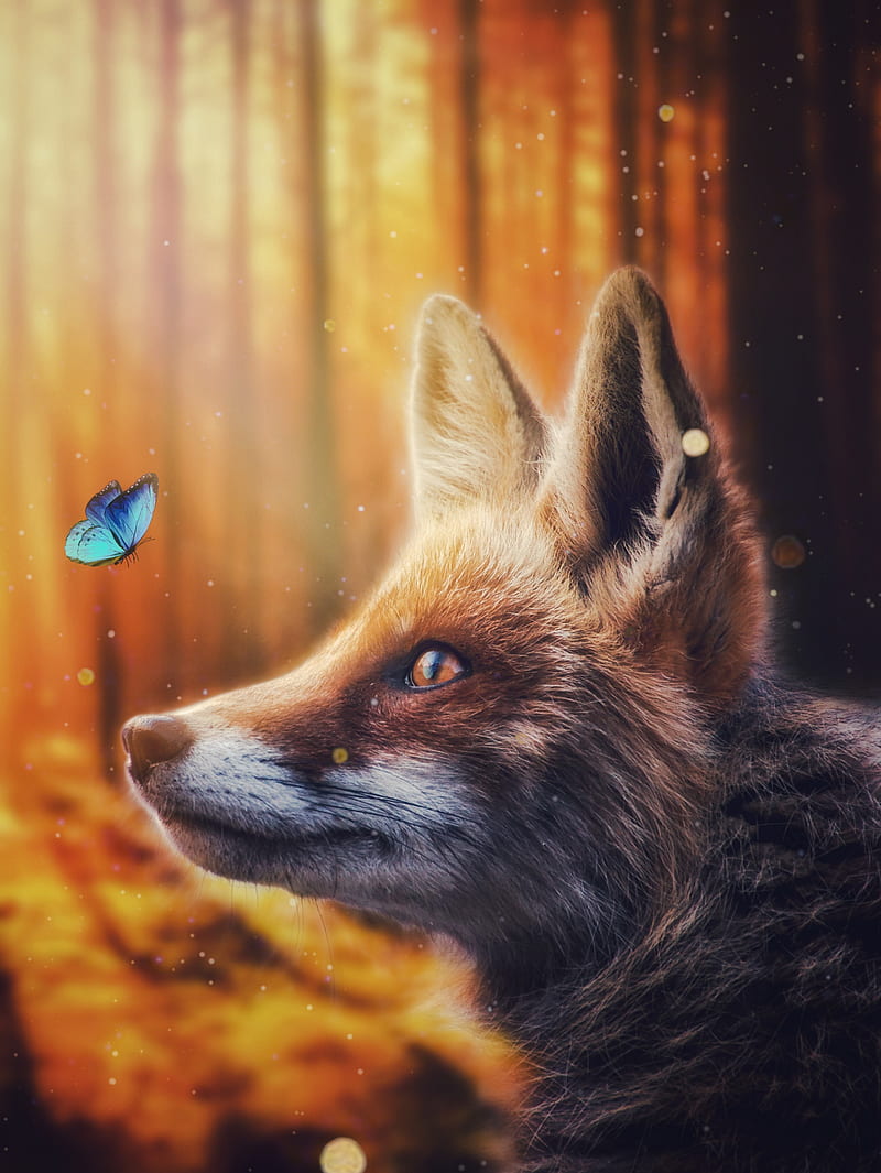 Fox and Blue Butterfly, animal, butterfly, cute, fantasy, forest, fox, insect, HD phone wallpaper