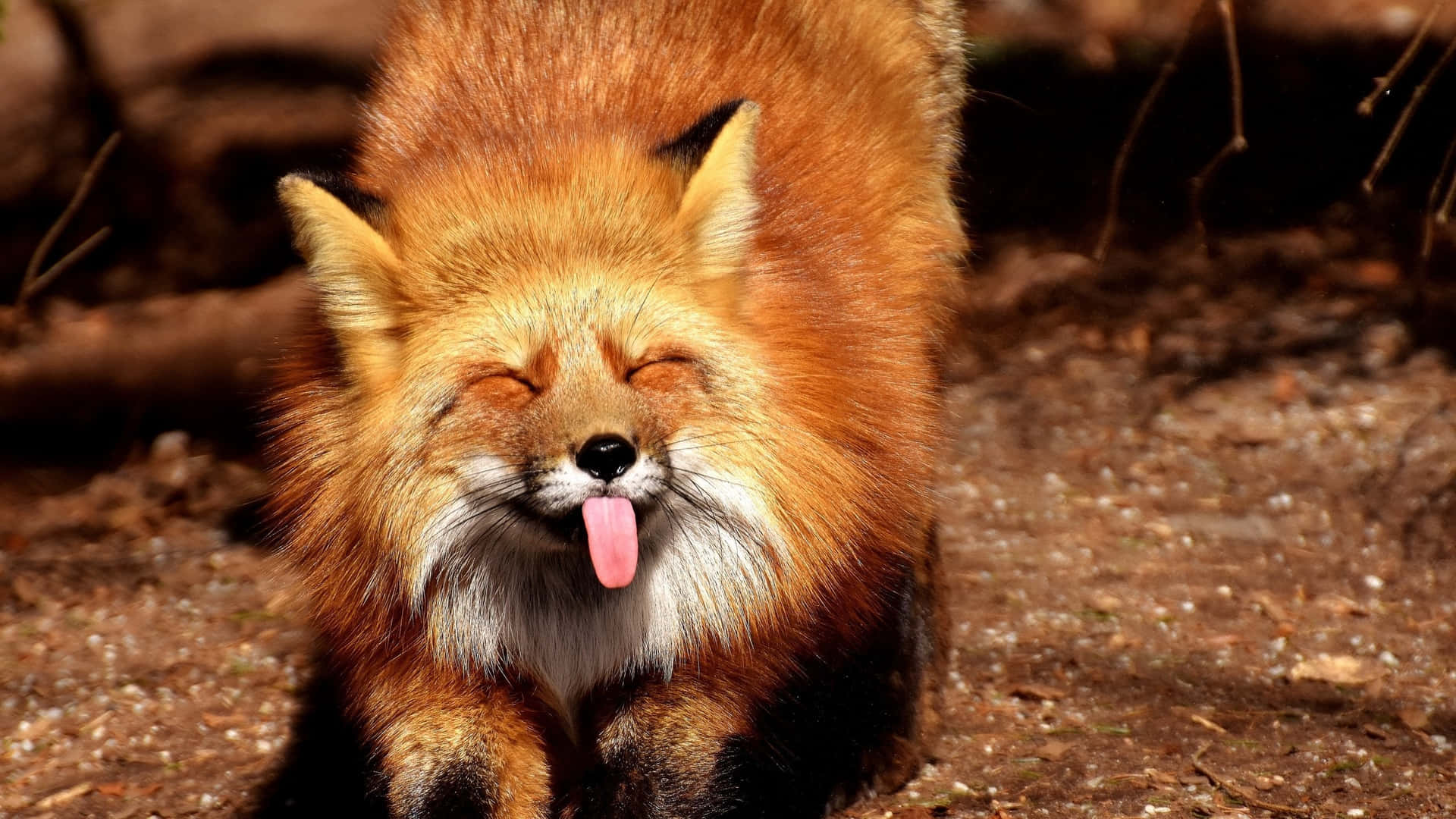 A red fox sticks out its tongue. - Fox