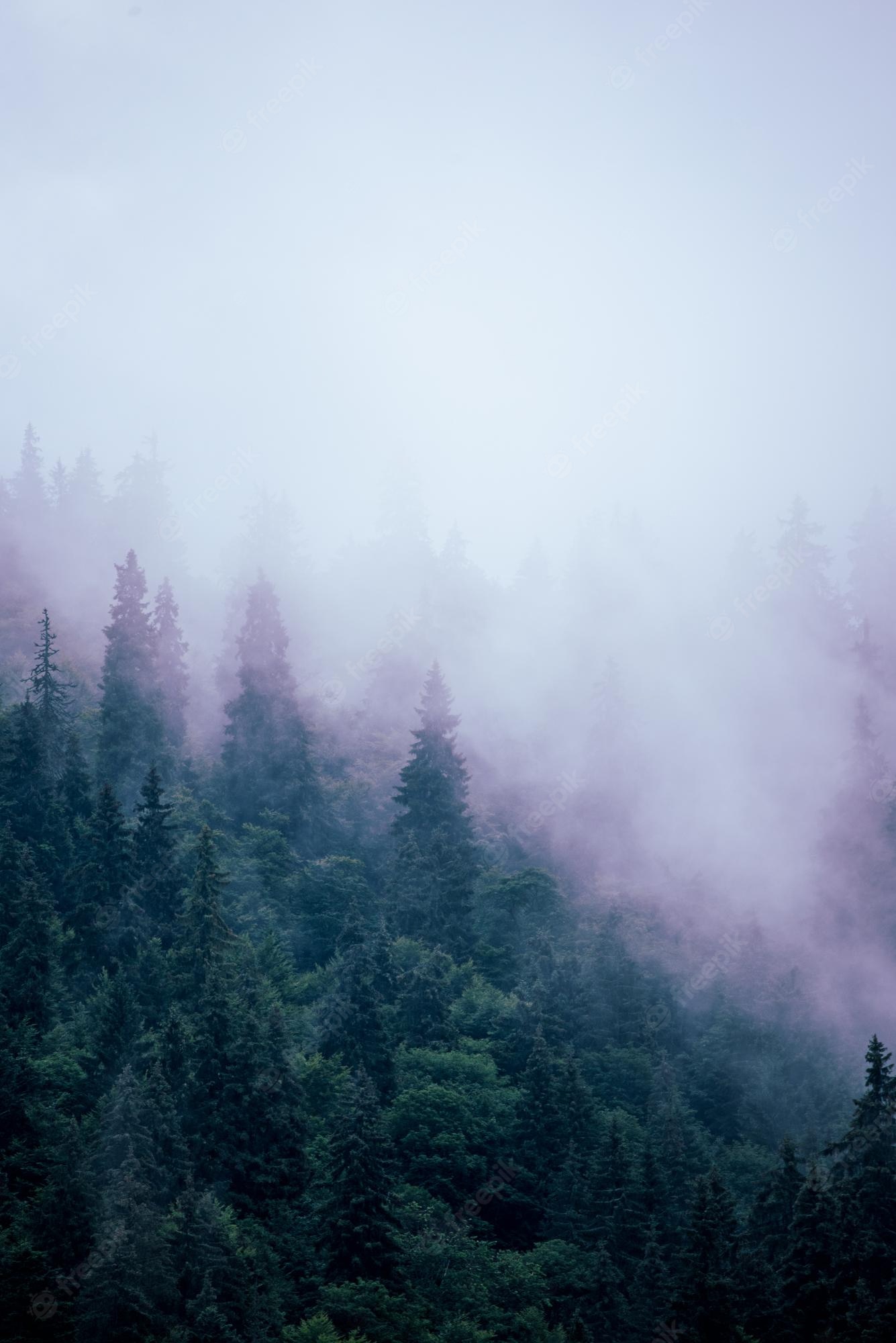 Foggy Forest Background Image