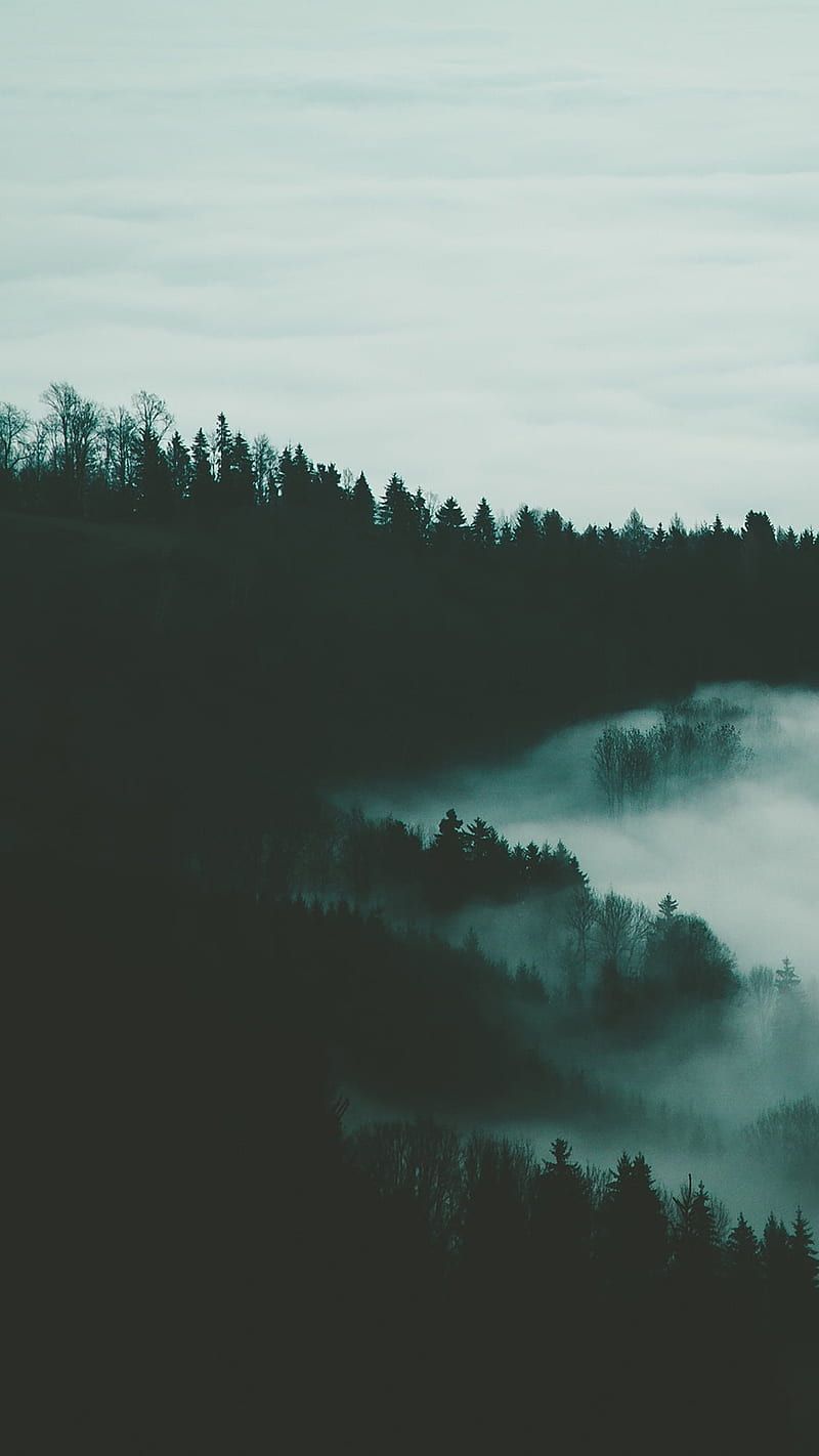 Foggy Forest, dark, fog, nature, sky, HD phone wallpaper