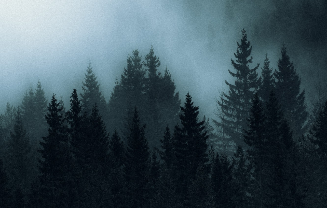 Wallpaper forest, trees, night, nature, fog image for desktop, section пейзажи