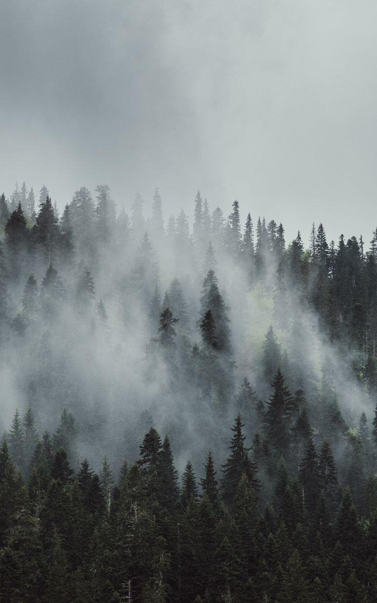 Wallpaper trees forest tops fog crowns mountains. Dark nature aesthetic, Nature aesthetic, Tree forest