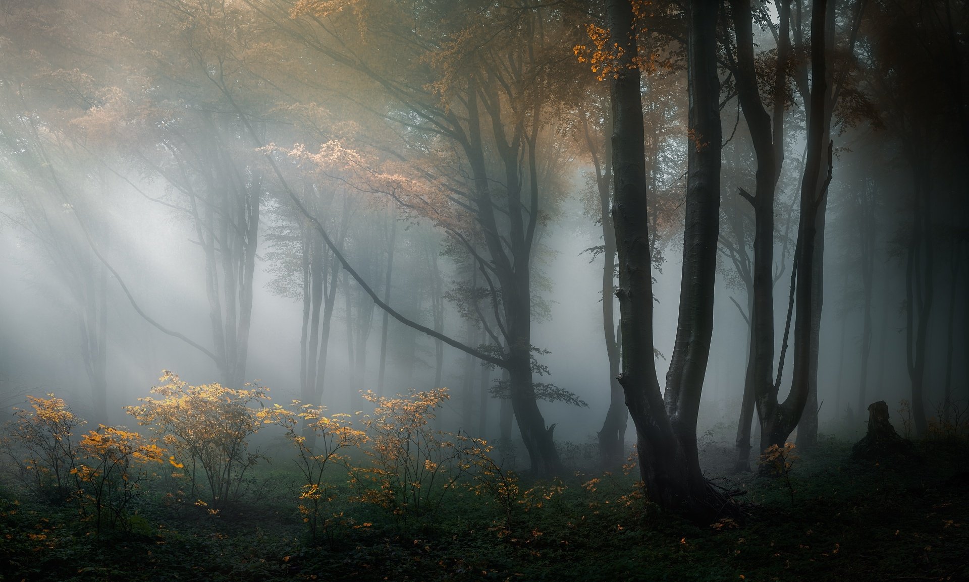 A foggy forest with trees and plants. - Fog
