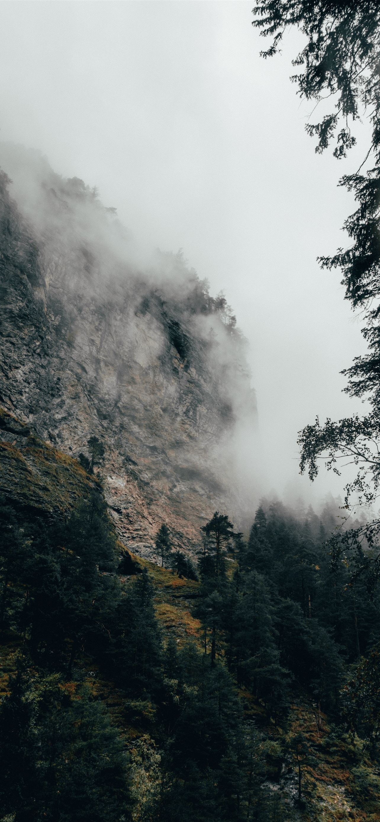 A foggy mountain with trees and a gray sky - Fog