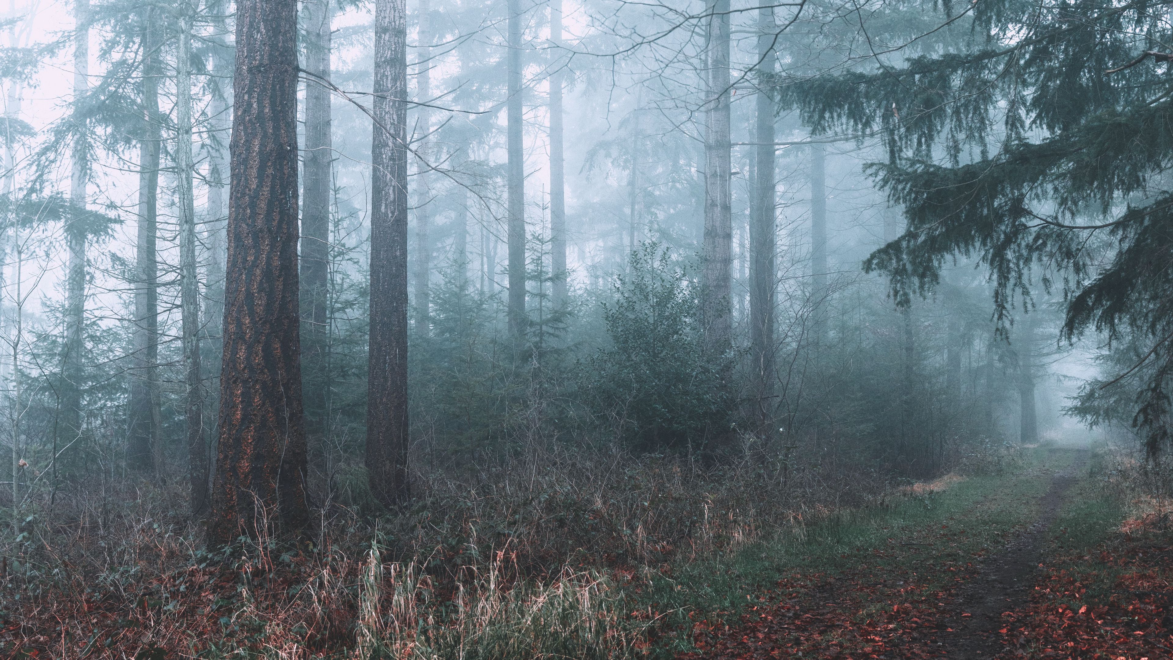 Wallpaper / forest, fog, path, branches, 4k free download