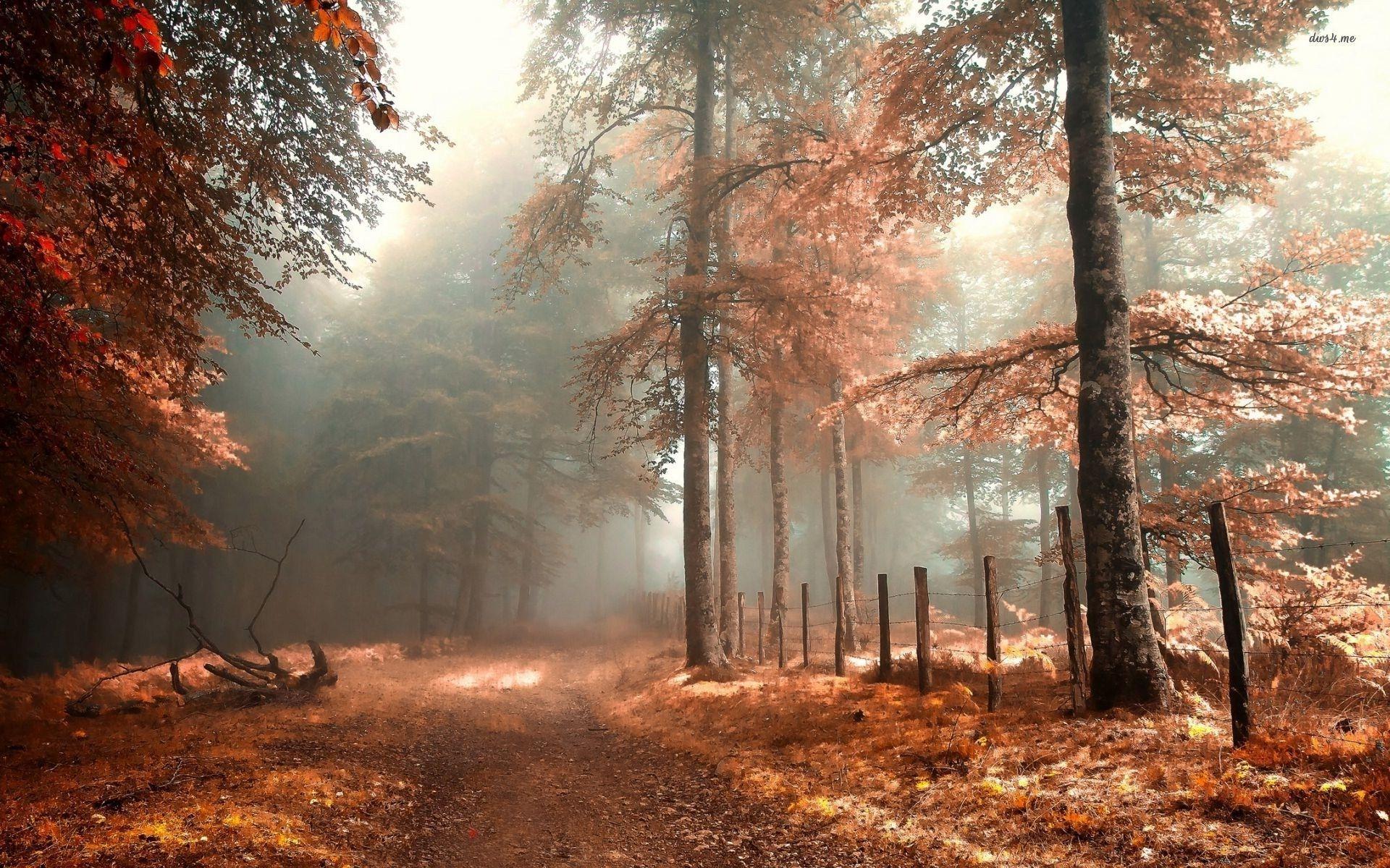 Sunlight in the forest wallpaper - Nature wallpapers - #33369 - Fall, fog