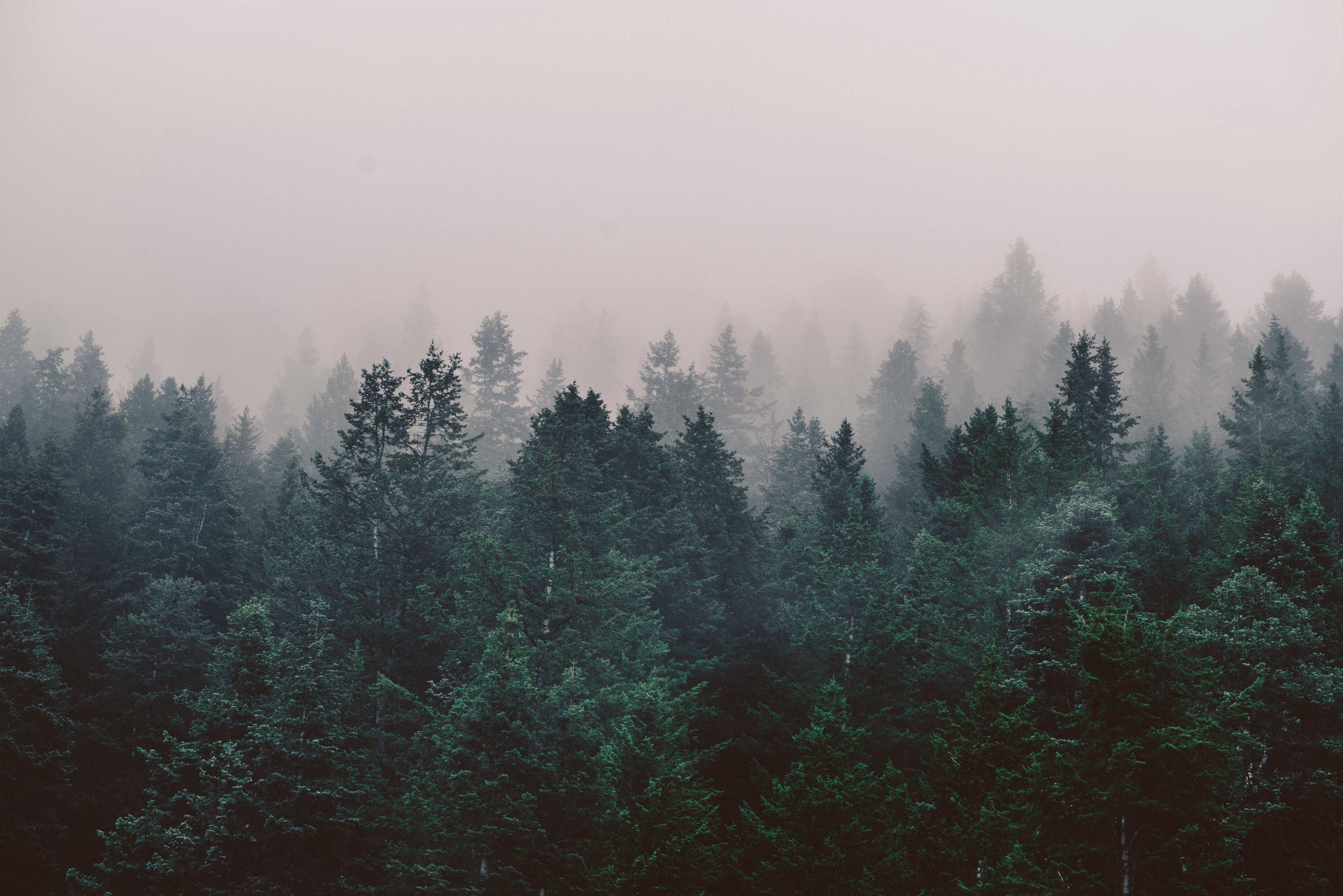 A forest with trees and fog in the background - Fog
