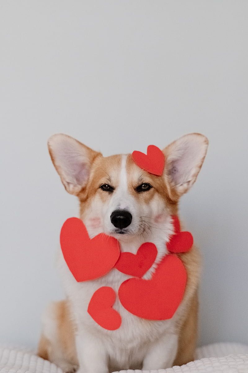 A corgi dog wearing red hearts around its neck - Corgi