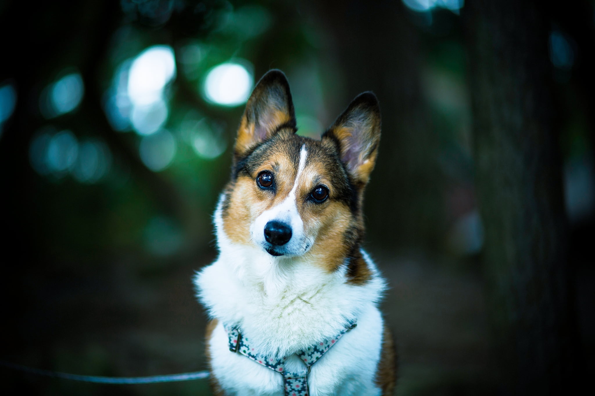 A dog sitting on the ground - Corgi