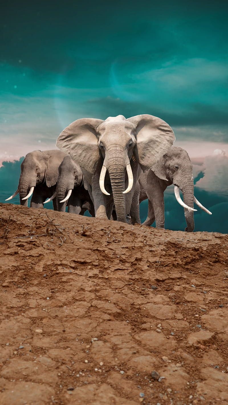 A herd of elephants walking on a hill. - Elephant