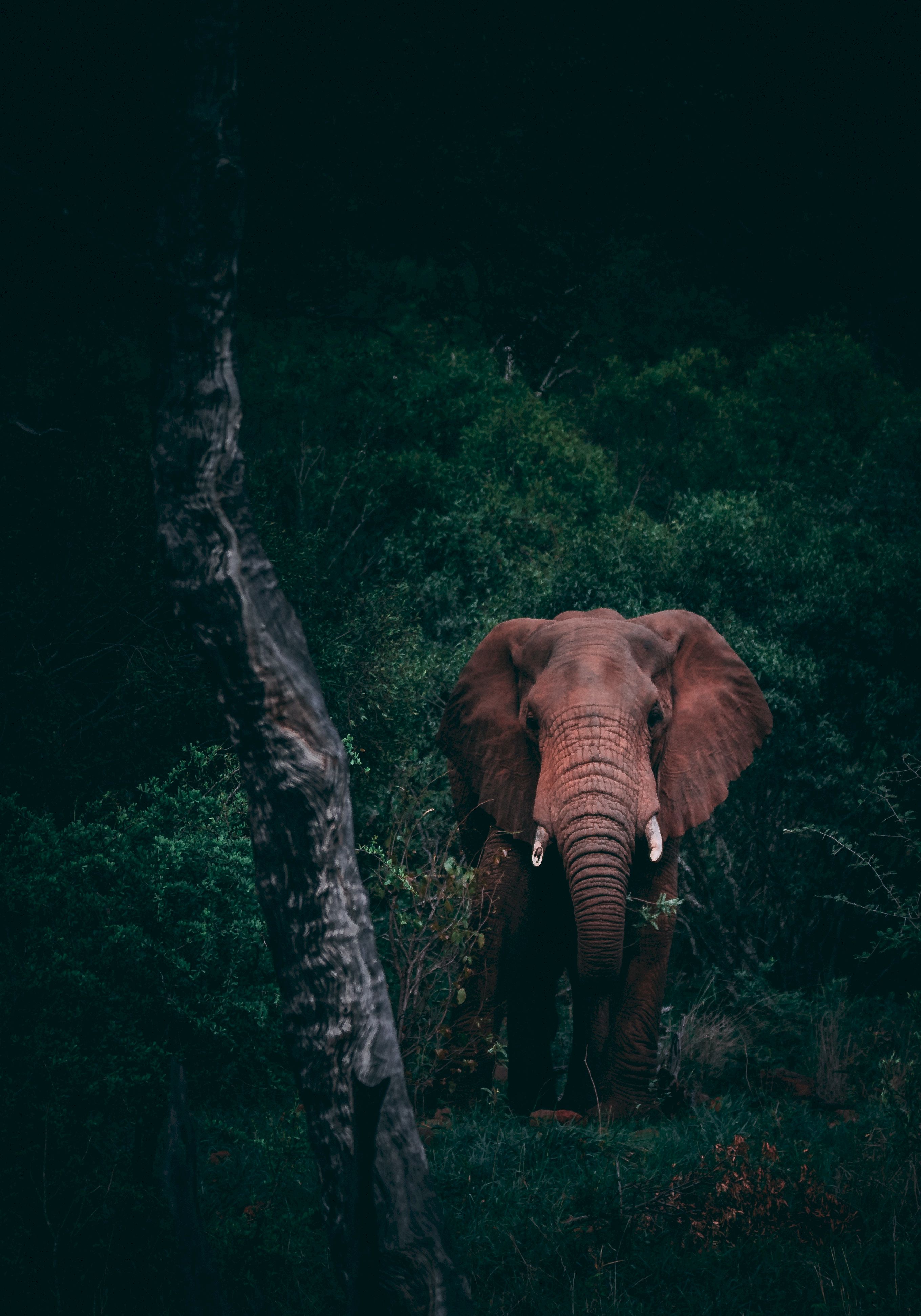 An elephant standing in the middle of a forest. - Elephant