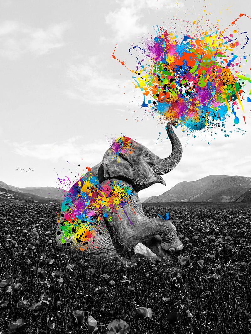 Elephant playing paint, baby, black and white, bnw, butterfly, cute, multicolor, HD phone wallpaper