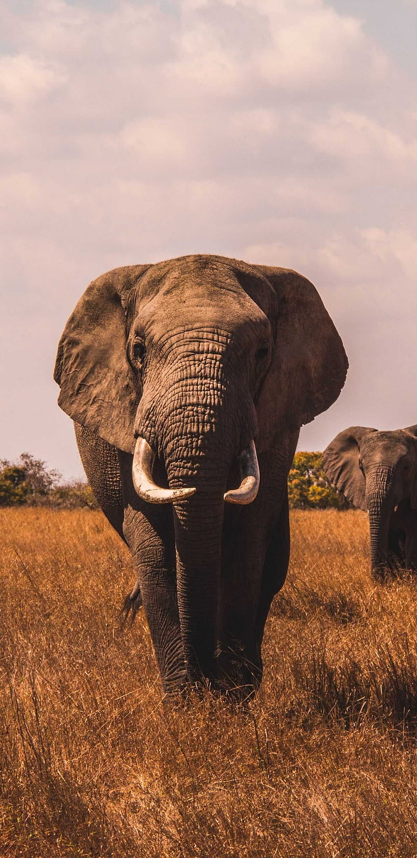 An elephant with tusks stands in a field of tall brown grass. - Elephant