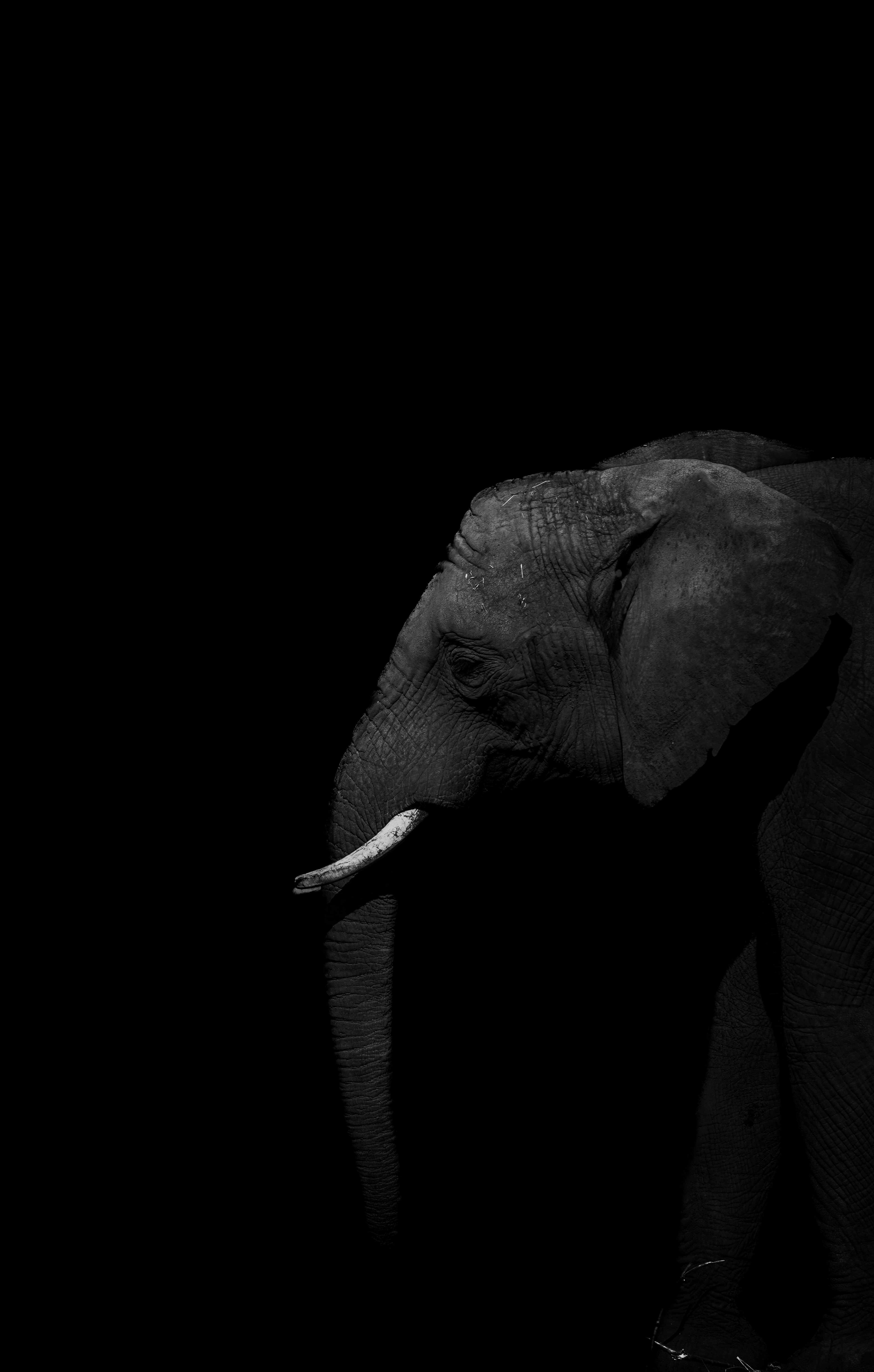 A black and white photo of an elephant - Elephant