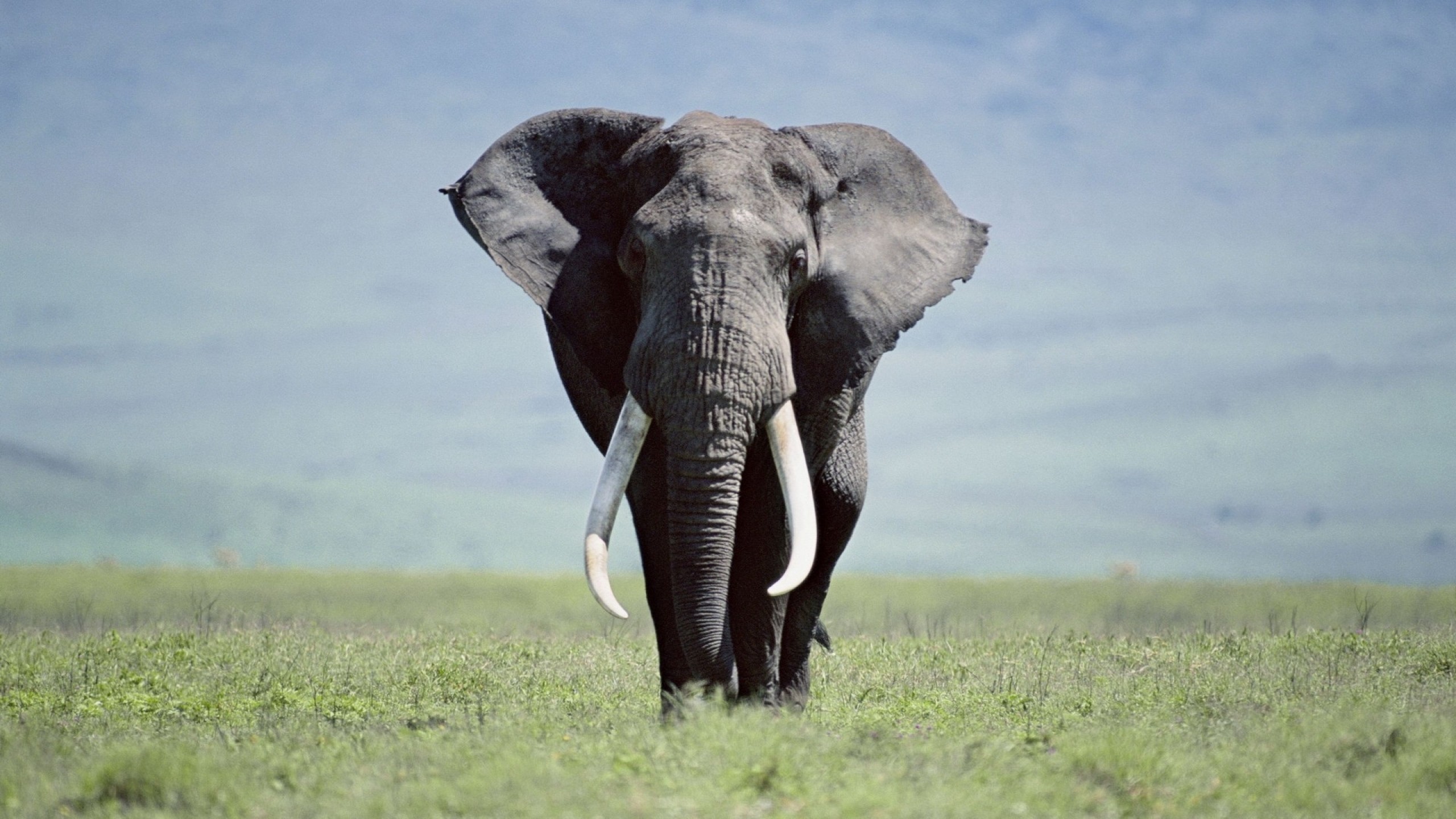 An elephant stands in a grassy field. - Elephant