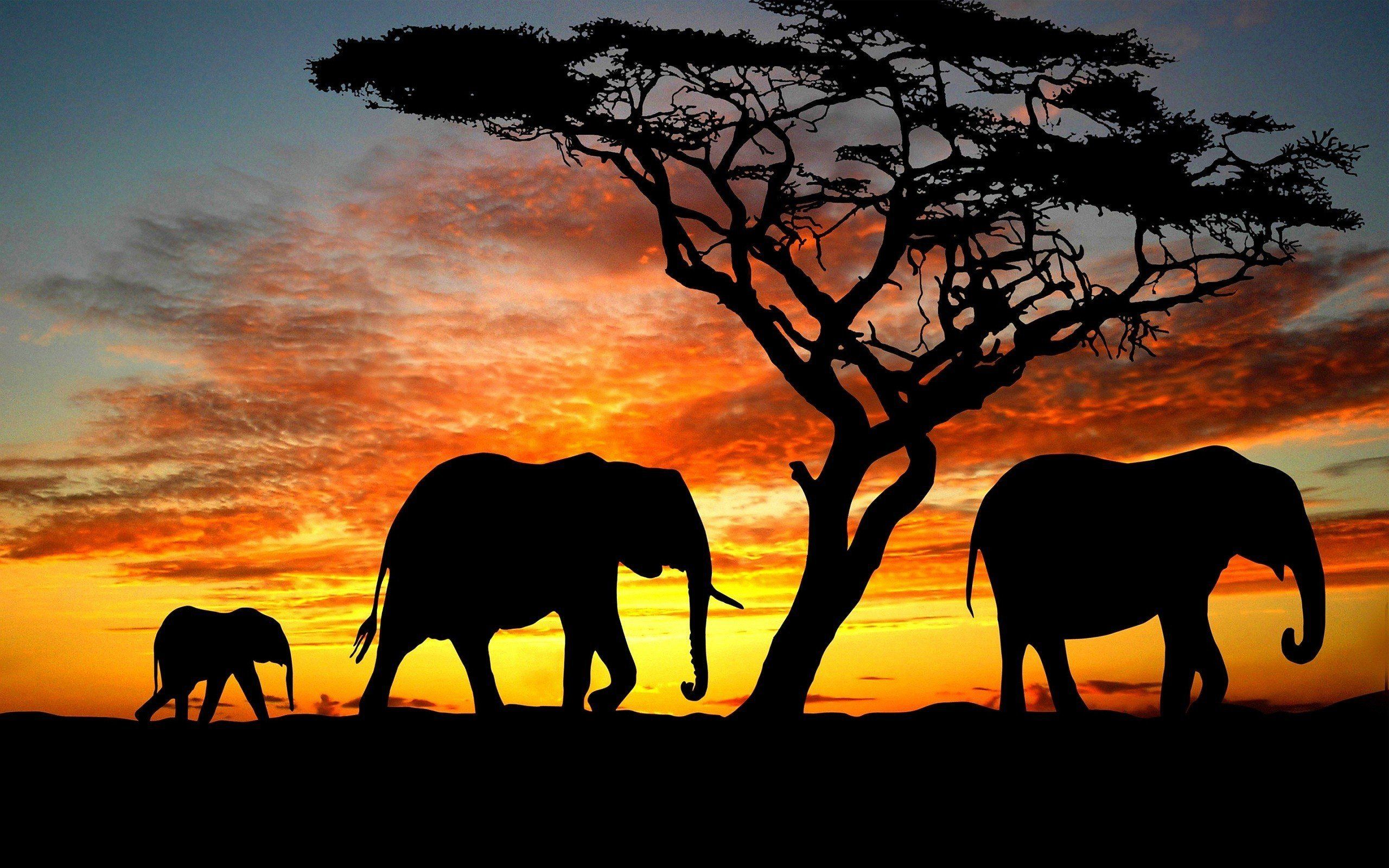 A family of three elephants walking under a tree during sunset. - Elephant