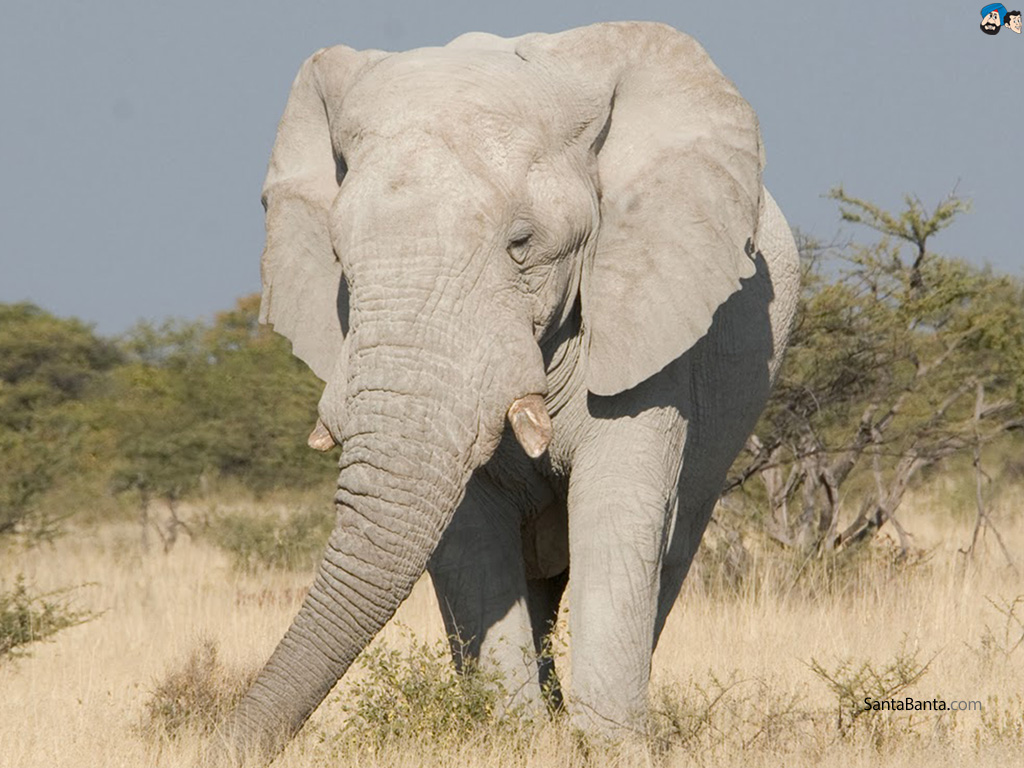 An elephant walking through a dry grass field. - Elephant
