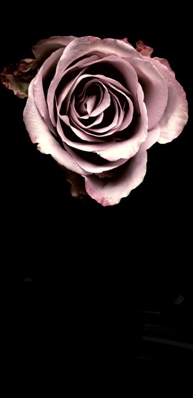 Blush Pink Rose, black, HD phone wallpaper