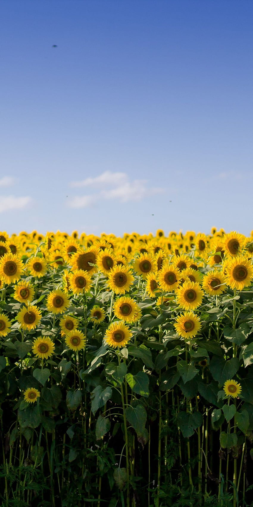 A field of sunflowers with birds flying in the sky - Farm