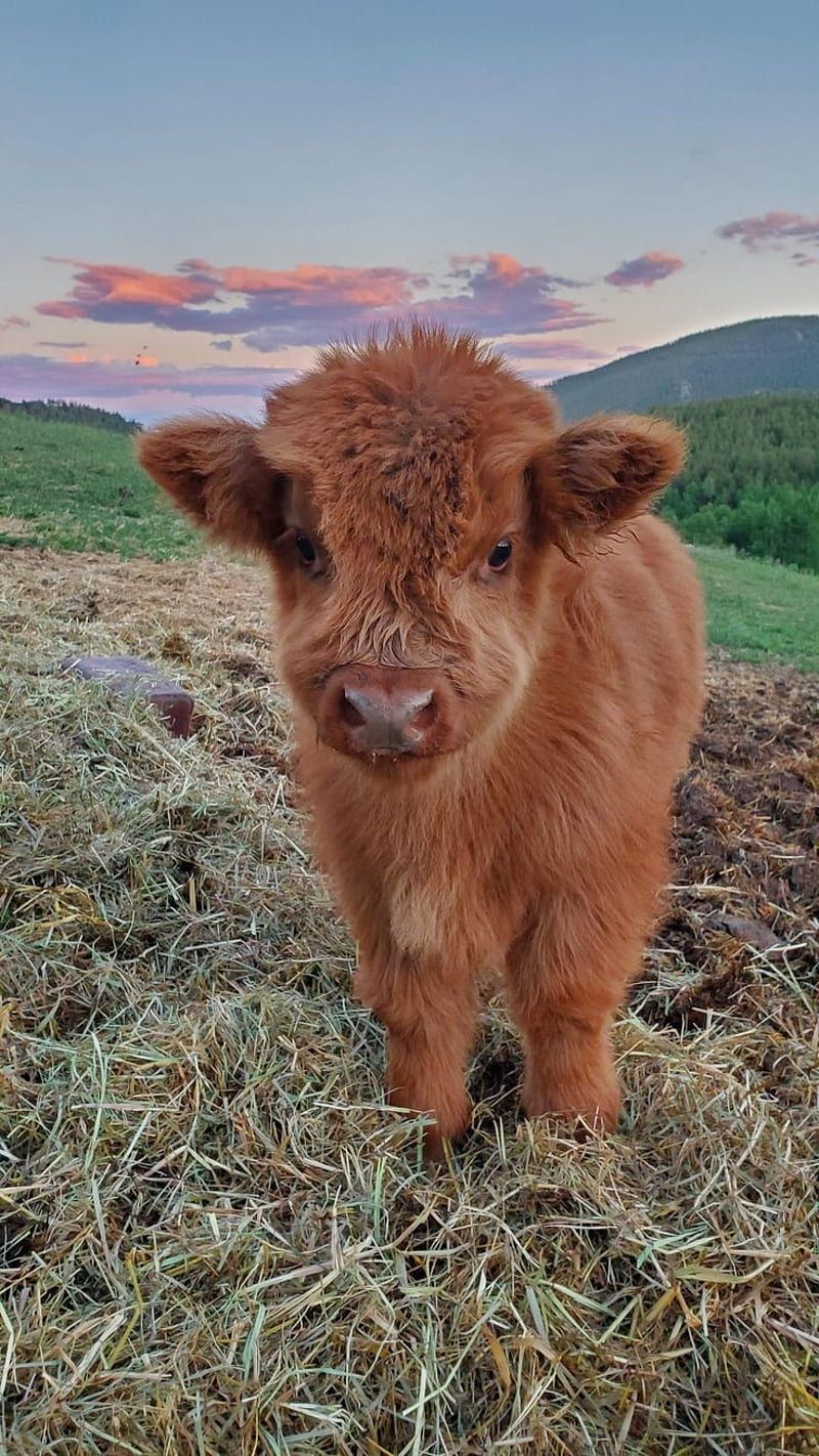 A baby cow standing on top of a grass covered field. - Farm
