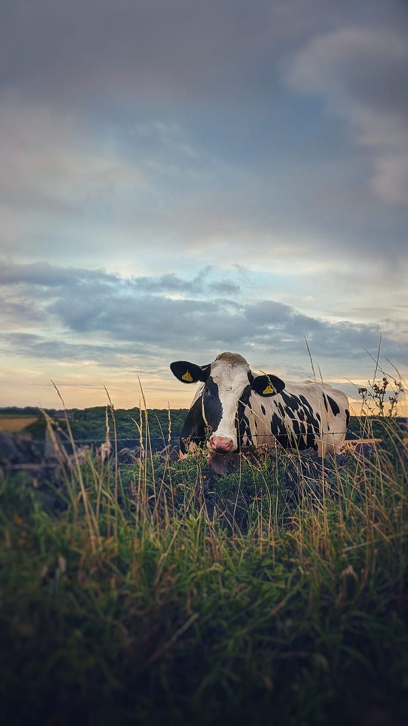 A cow laying down in the grass - Farm