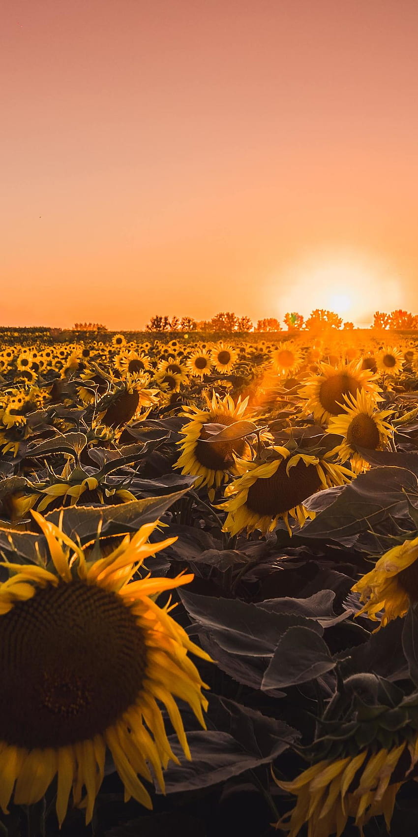 A field of sunflowers at sunset with a brief description of this image, at least 20 words but no longer than 50 words - Farm