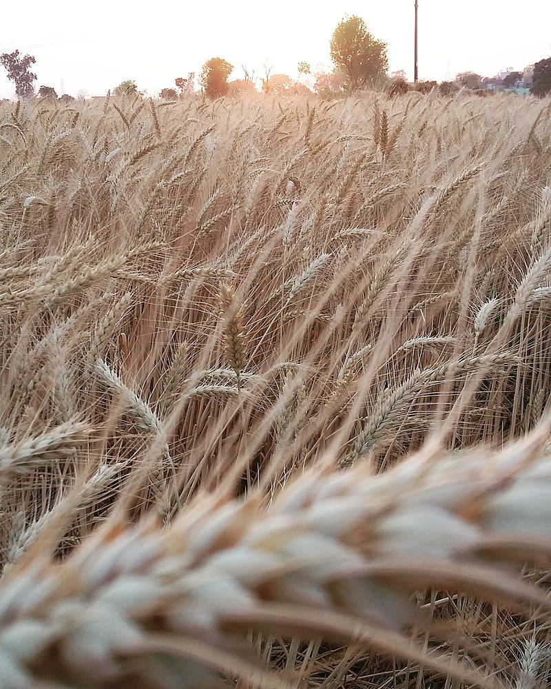 A field of wheat with the sun setting in the background. - Farm