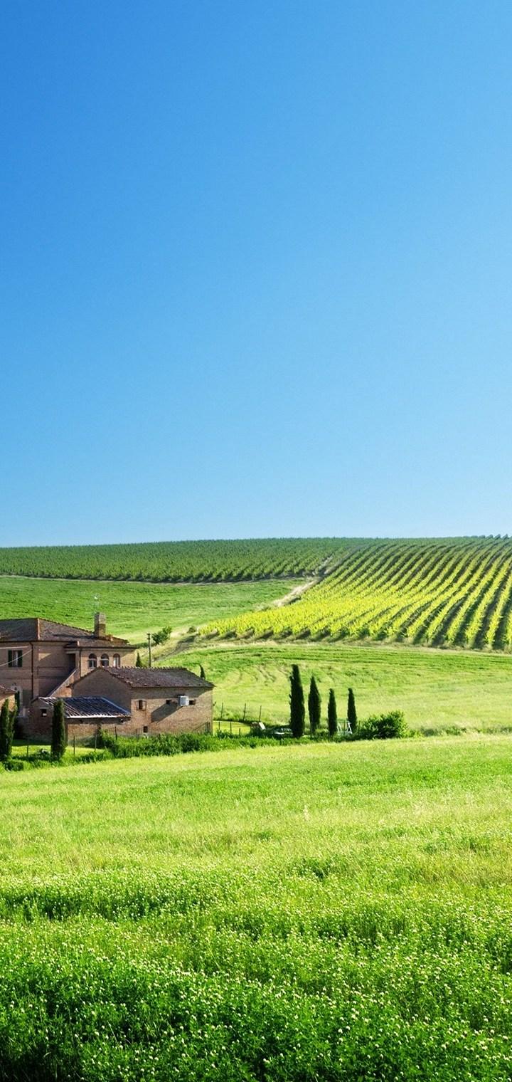 A beautiful landscape of a vineyard with a house in the middle of it - Farm