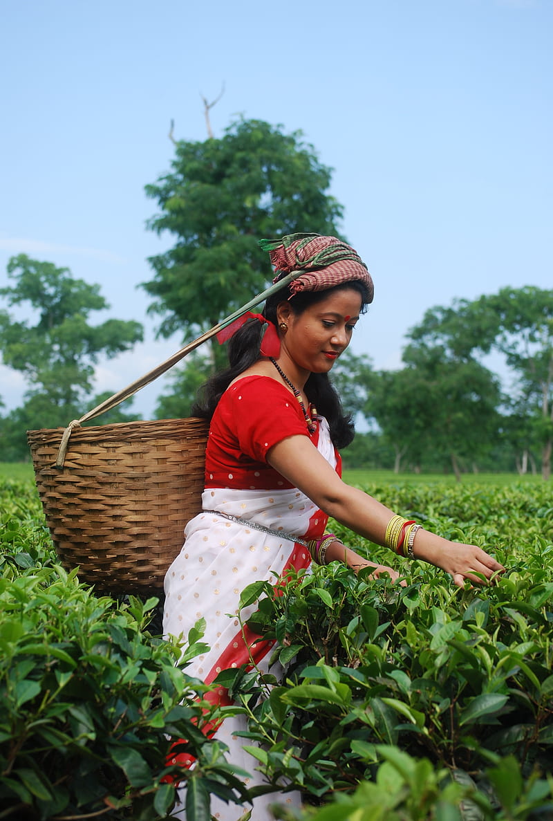 A woman wearing a red and white dress with a basket on her back is picking tea leaves in a field. - Farm