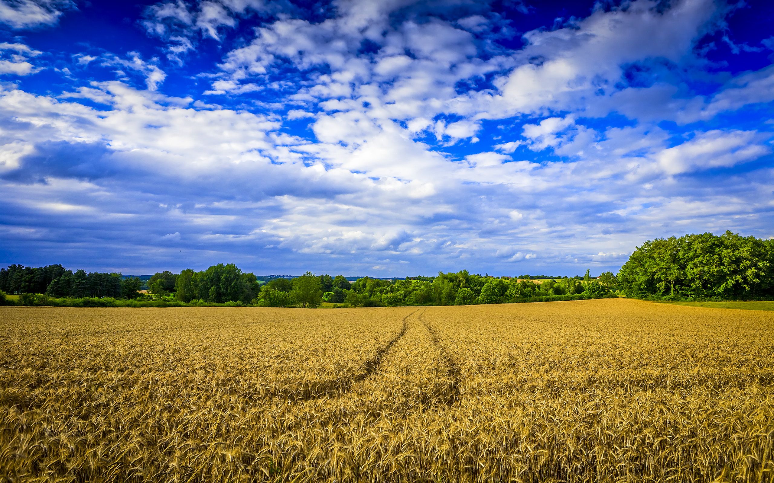 A large field of wheat with a blue sky and clouds in the background. - Farm