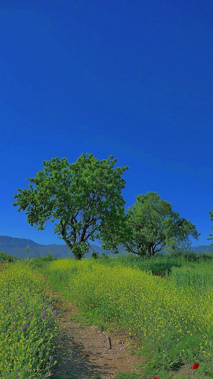 Two trees in a field of yellow flowers - Farm