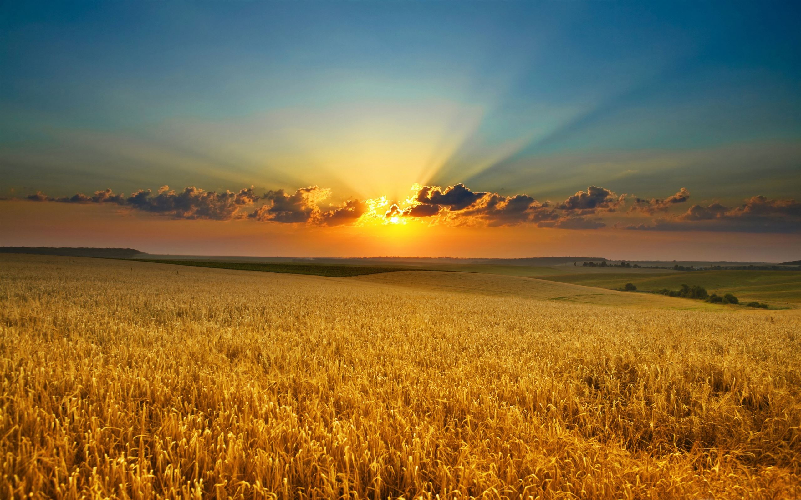 A sunset over a field of wheat - Farm