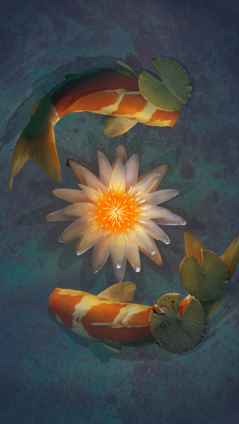 Two orange and white fish swimming around a white flower - Koi fish