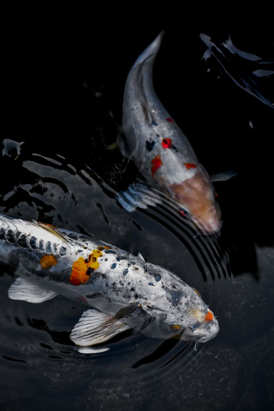 Two koi fish swimming in a pond - Koi fish