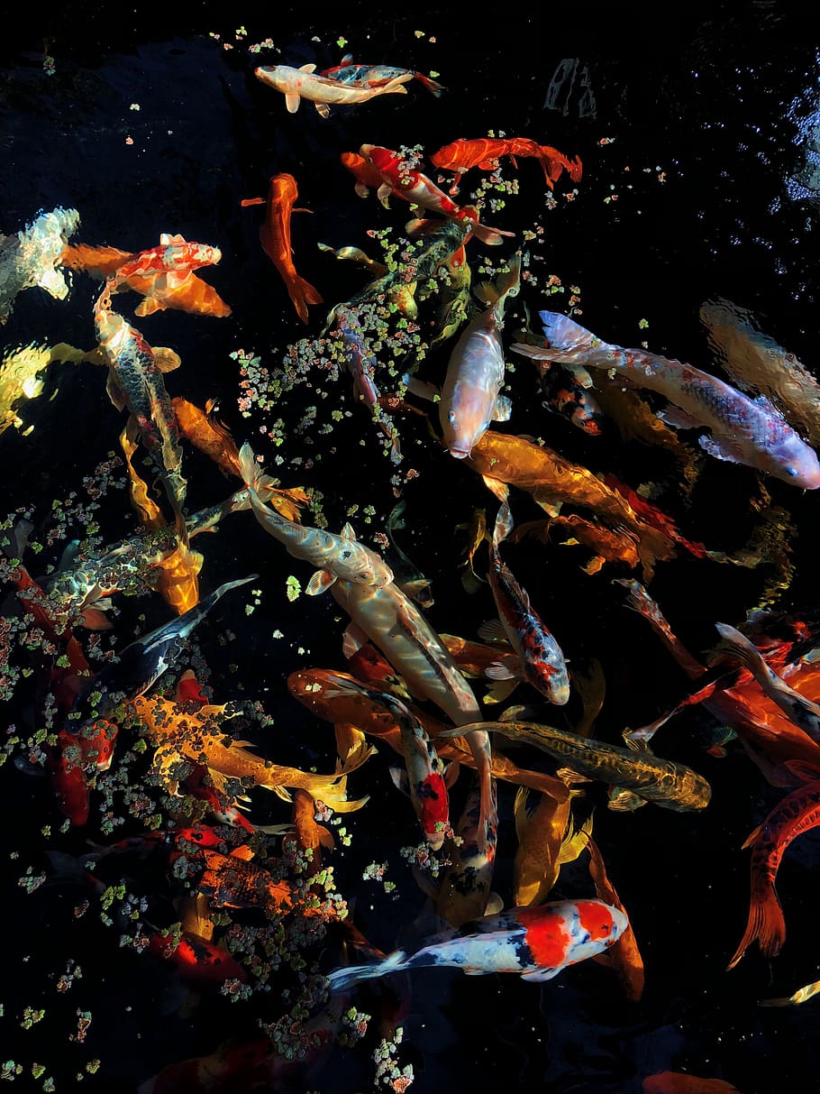 HD wallpaper: shoal of koi fish, water, underwater, swimming, animal themes