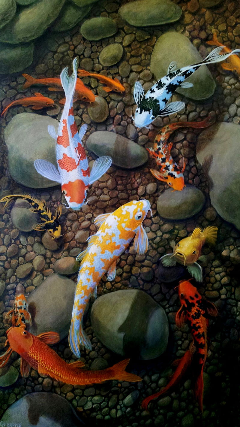 Koi fish, clown, fish, koi, pool, stones, HD phone wallpaper
