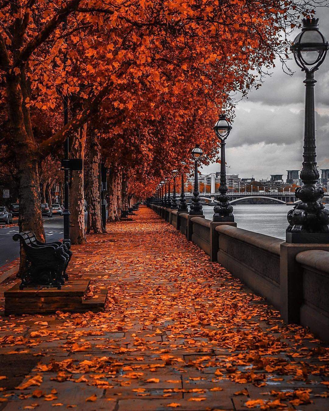 A street with trees and benches next to the water - London