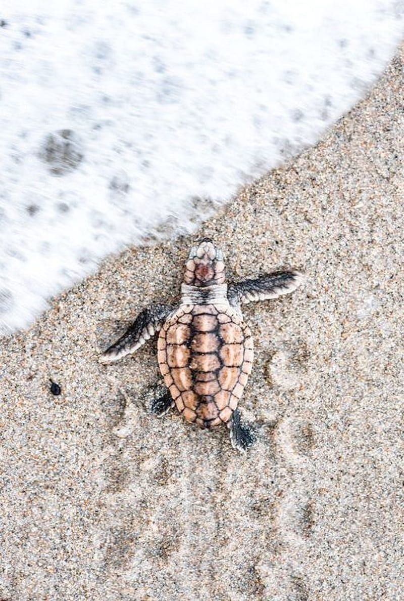 Turtle, sea, HD phone wallpaper